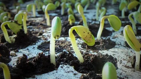 Rubrik_Landwirtschaft-Gentechnik_pixabay-soja-plants-1331667__340